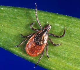 NEWS: New UC Davis study says Lyme hides out in lymph nodes