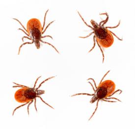 HARDSCIENCEONLYME: Researchers Discover New Tick-Borne Illness Caused by Borrelia miyamotoi