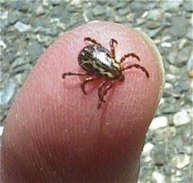 TOUCHED BY LYME: Tick-borne mystery in Folsom, CA. Can you say “tularemia”?