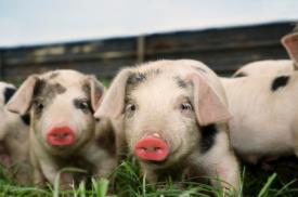 Publication Alert:  IDSA Review Hearing Report–Lipstick on a Pig