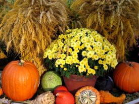 NEWS: Thanksgiving in the Lyme world