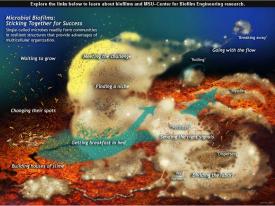 HARDSCIENCEONLYME: Biofilms Made Easy