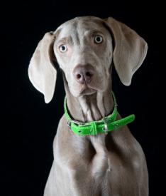 LYMEPOLICYWONK:   IDSA Guidelines—Liberty or Dogma?