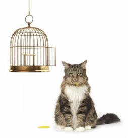 LYMEPOLICYWONK:  IDSA Reports No Change in Guidelines–The Fat Cat Ate the Canary