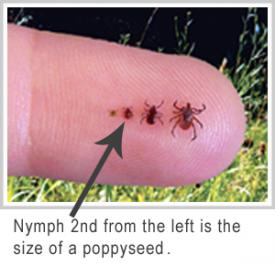 About Ticks