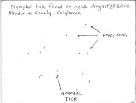 TOUCHED BY LYME: (guest blog) Poppy seeds are much easier to spot than nymphal ticks