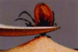 LYMEPOLICYWONK: CALDA CALLS ON NIH TO STOP TICK FEEDING STUDY ON ETHICAL GROUNDS