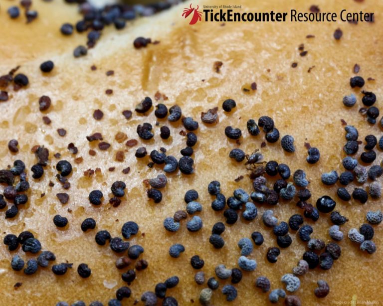 NEWS: Can you tell the tick from the poppy seed?