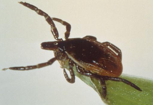 NEWS: Scientists say Lyme study drew wrong conclusions