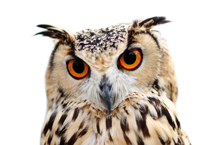 LYMEPOLICYWONK: More on Who’s Who and What’s What – NIH Dr. Phil Baker Responds to Blog on American Lyme Disease Foundation