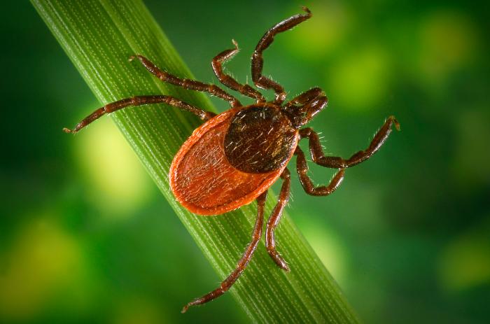 TOUCHED BY LYME: How to protect yourself in tick territory