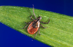 NEWS: Predicting who gets long-term complications from Lyme disease