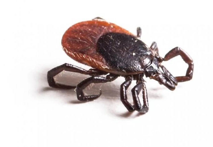 Washington Post writer's question about Lyme disease