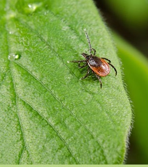 NEWS: Can Claritin help cure Lyme disease?