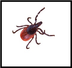 The basics about protecting yourself from ticks