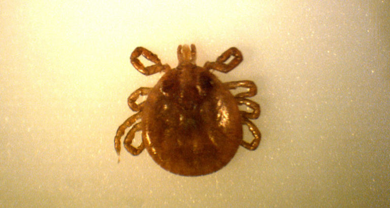 TOUCHED BY LYME: Sometimes “tick panic” is a good thing