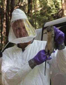 New tick-borne disease discovered in N. California parks