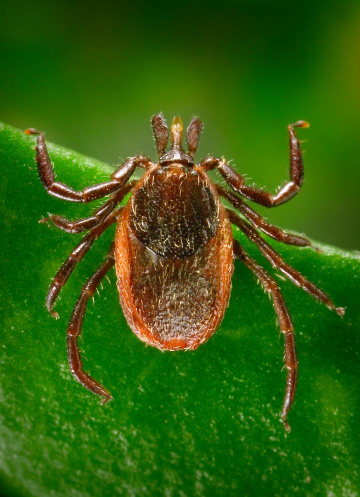 New test can detect Lyme disease soon after infection