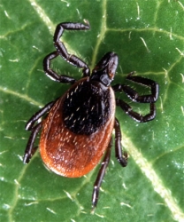 “Designer drugs” urgently needed for Lyme disease
