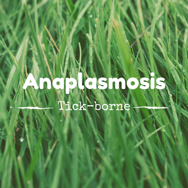 LYME SCI: Anaplasmosis, the “anti-freeze” co-infection