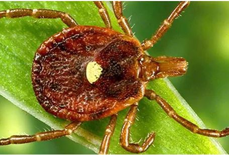 Some tick bites can cause a life-threatening meat allergy
