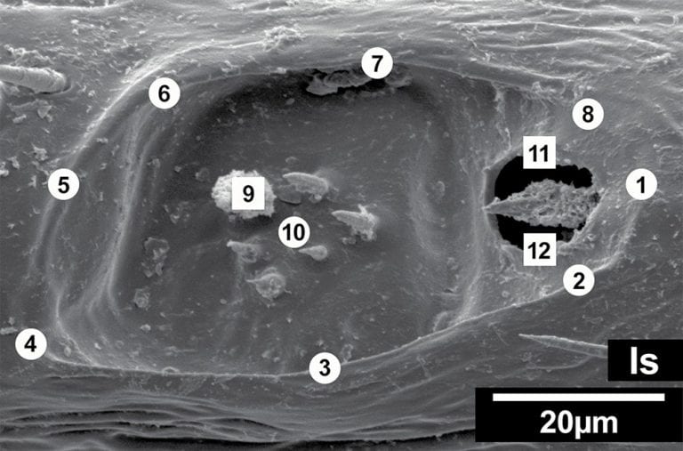 A closeup look at how ticks use smell to find future hosts