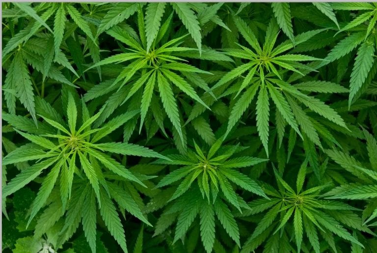 Can medical marijuana help treat Lyme disease? A doctor’s perspective.