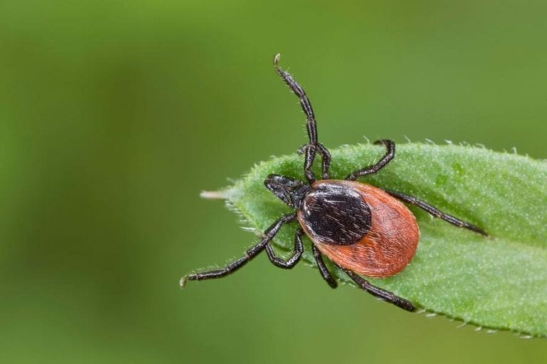 Bloodsucking Ticks Make Cement to Attach to Your Skin