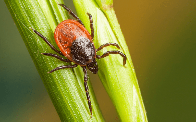 Diagnosing many tick-borne diseases with just one blood test?