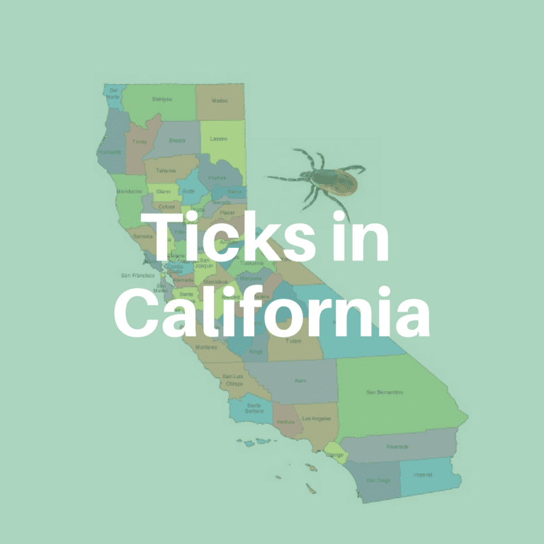 Ticks in California