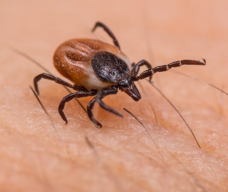 What happens when coronavirus and Lyme disease intersect?