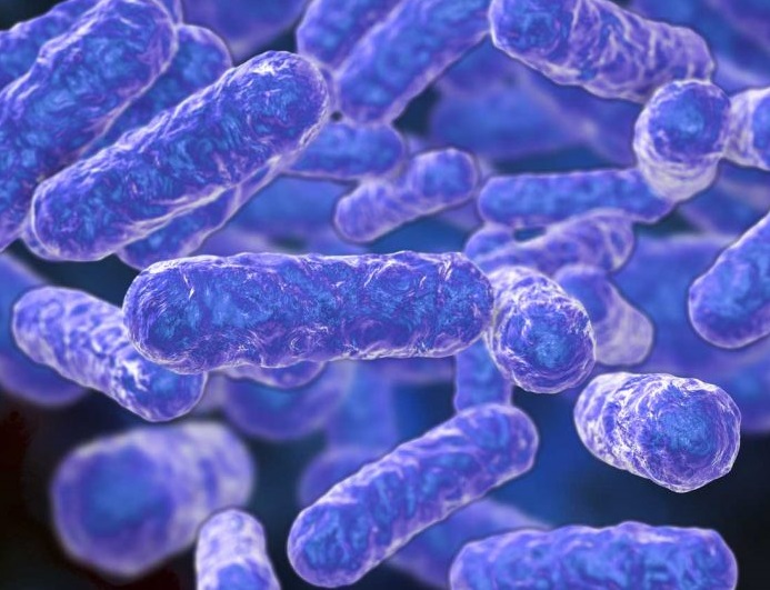 $4.8 million awarded to develop treatment for Bartonella-related disease