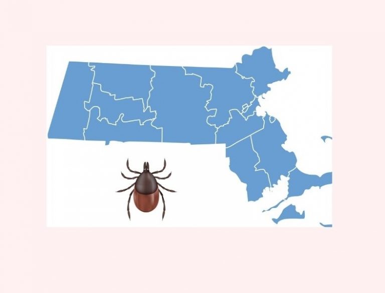 TOUCHED BY LYME: What? Only 7 cases of Lyme in Massachusetts?