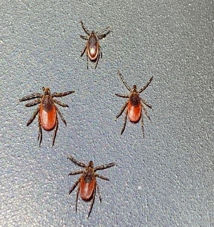 For the first time, Nebraska recognizes locally acquired Lyme disease