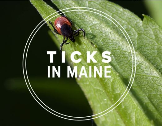 Deer ticks don’t quit, even during the winter
