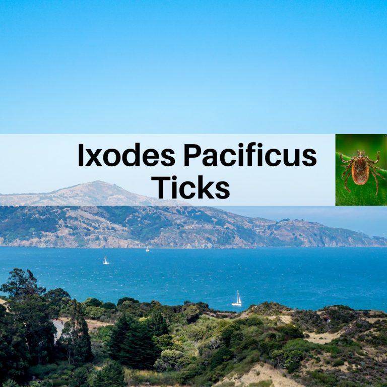 LYME SCI: Lyme-carrying ticks in West differ from their Eastern cousins