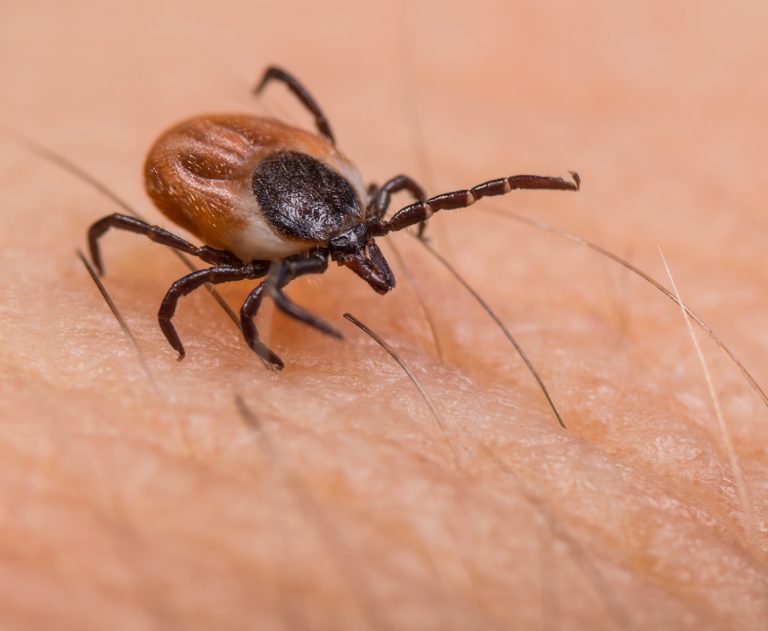TOUCHED BY LYME: “Now is not the time for the state to cheap on tick-borne illnesses”
