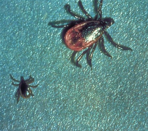 Maine resident dies of tick-borne Powassan virus