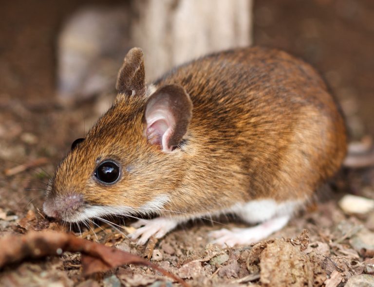 Will hordes of genetically altered mice help curb Lyme disease?