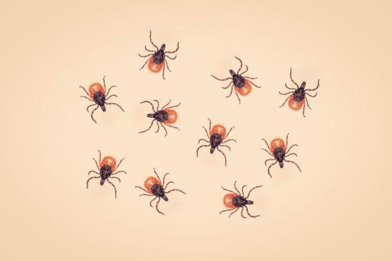 Lyme disease likely has infected 14.5% of world population
