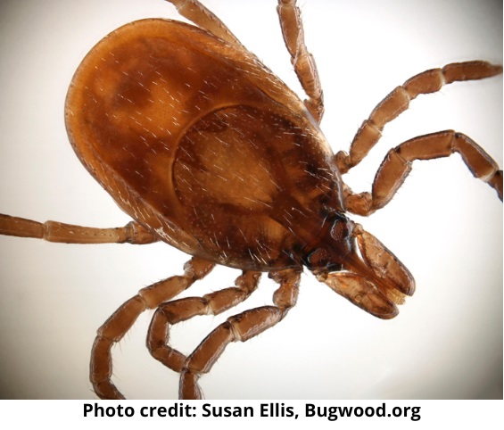 New CDC maps show county-level distribution of tick-borne diseases