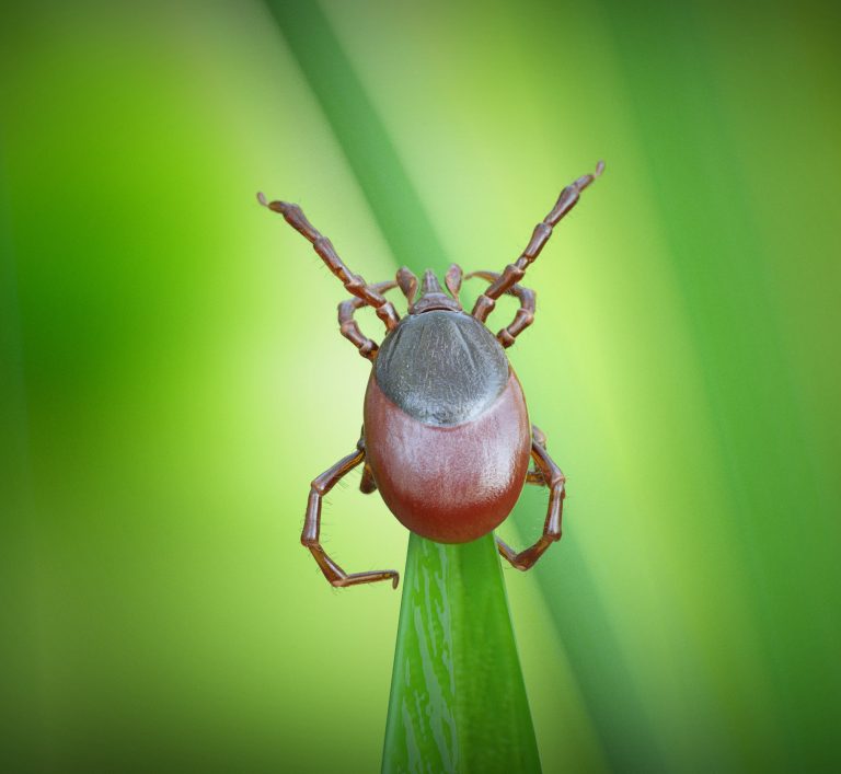 How new treatment approaches help chronic Lyme patients