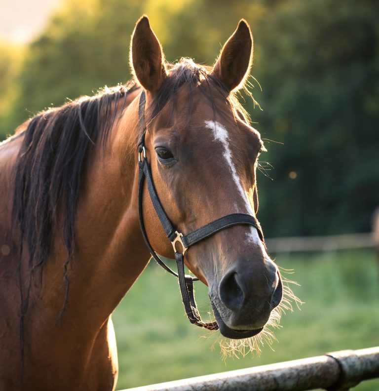 A DNA test that identifies Lyme disease in horses