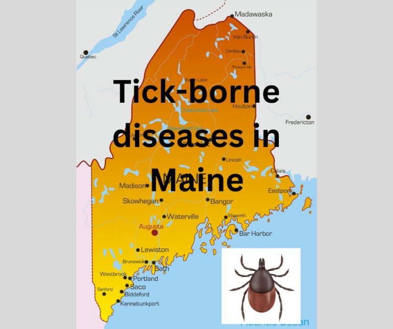 Record numbers of tick-borne diseases in Maine this year