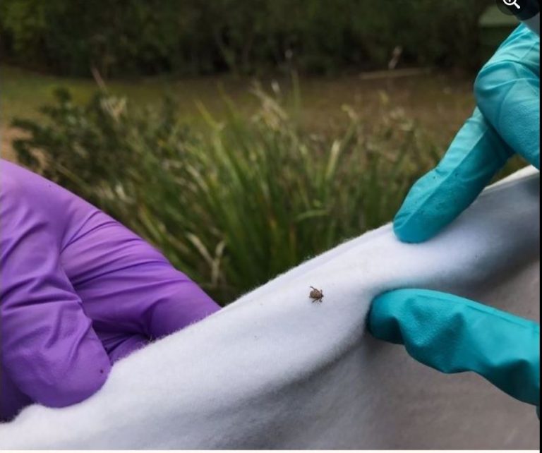 Newly emerging tick-borne disease in Northern California