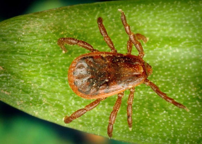 University of AZ researchers launch the Great Arizona Tick Check