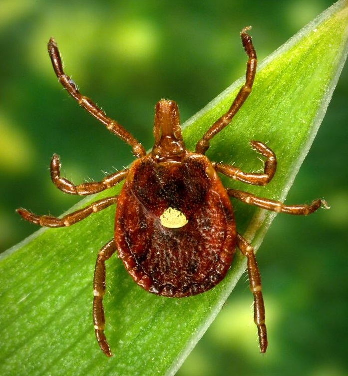Alerting physicians to digestive problems triggered by tick bites