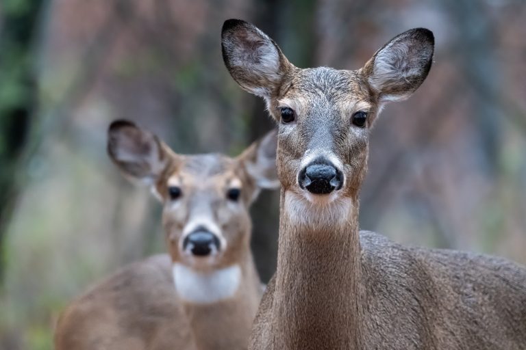 Could the blood of white-tailed deer help treat Lyme disease?