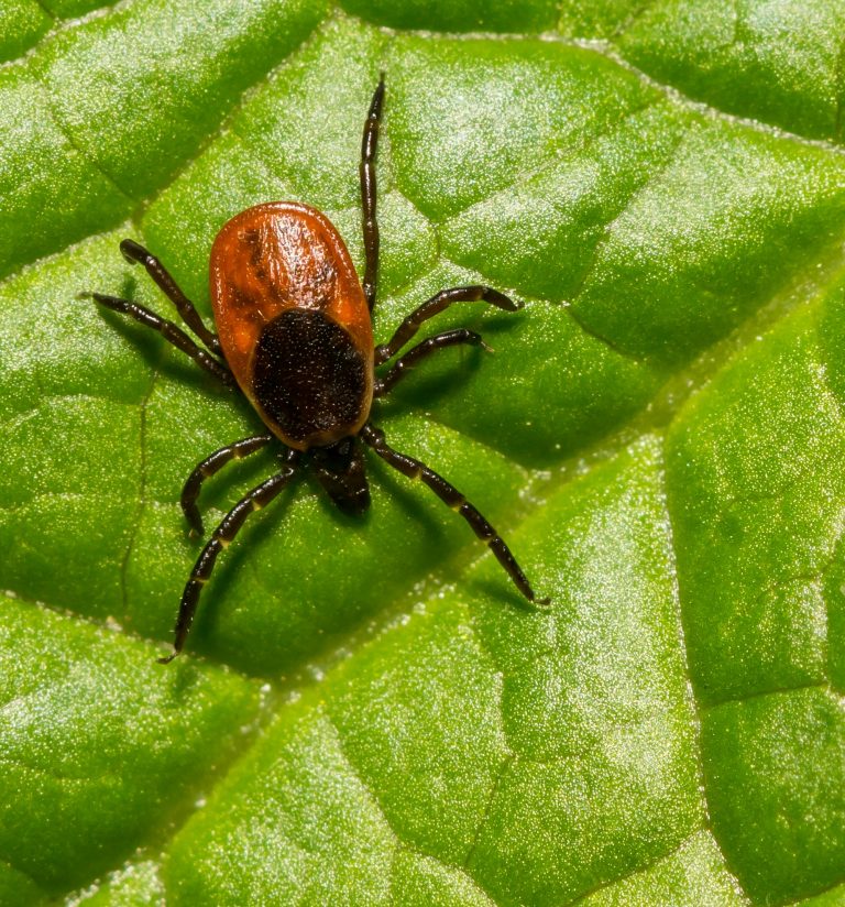 Another fatal case of tick-borne Powassan in Maine