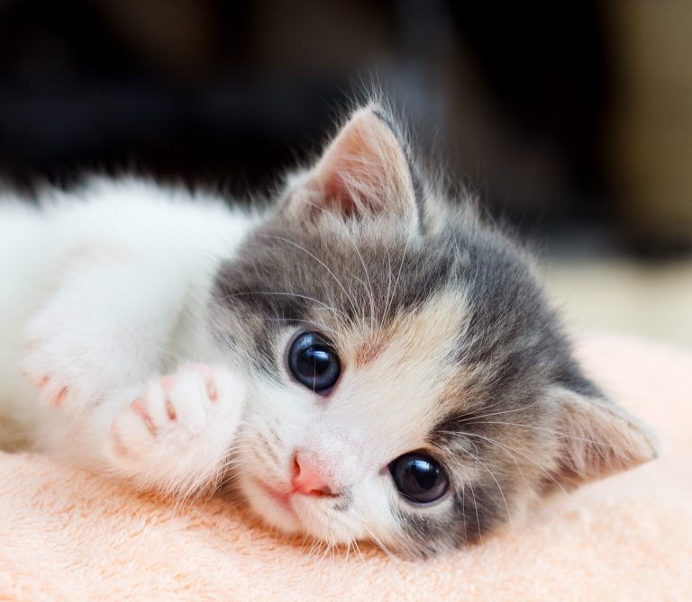 Bartonella a.k.a. cat scratch disease: How to care for the cat